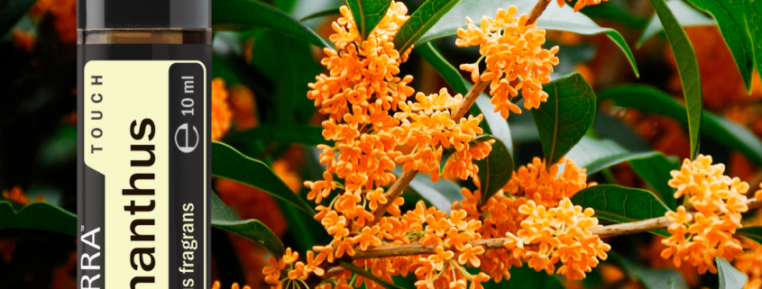 Osmanthus Touch 1