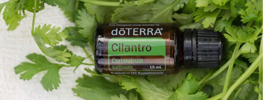Cilantro / Coriandru (frunză)- Ulei Esențial Pur - grad terapeutic 1 cilantro coriandru frunza