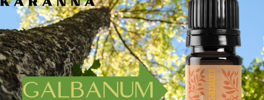 Galbanum - Ulei Esențial Pur – grad terapeutic - ULEI BIBLIC 1 GALBANUM