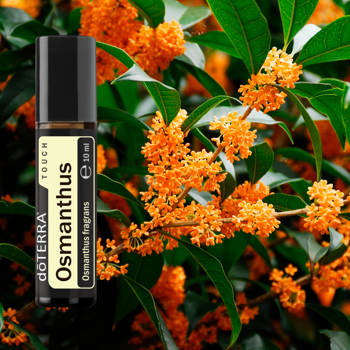 Osmanthus Touch - Ulei Esențial Pur - grad terapeutic 1 Osmanthus Touch 1 1