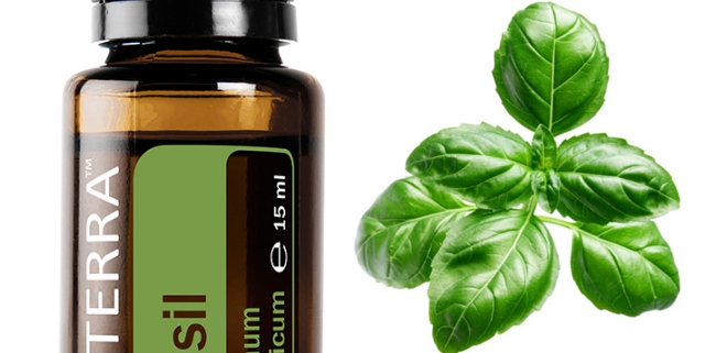 Busuioc / Basil - Ulei Esențial Pur - grad terapeutic 1 doTERRA ulei esential Busuioc Ocimum basilicum