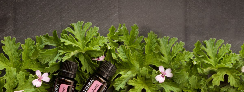 muscata geranium 15 ml 1
