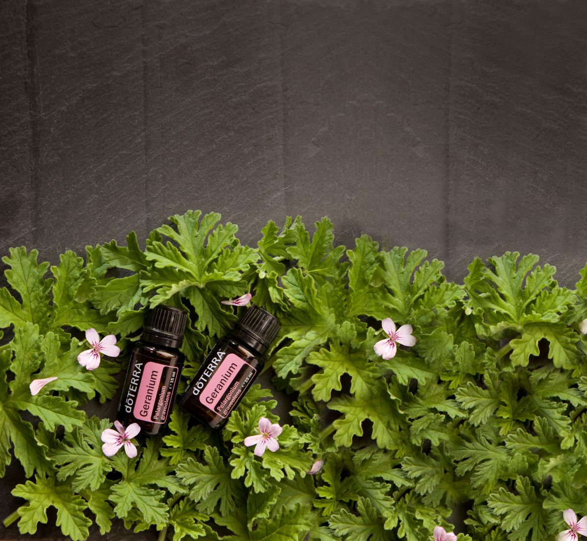 Mușcată / Geranium - Ulei Esențial Pur - grad terapeutic 1 muscata geranium 15 ml