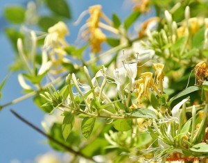 Mâna Maicii Domnului – o plantă cu miros divin şi proprietăţi miraculoase 4 mana maicii domnului