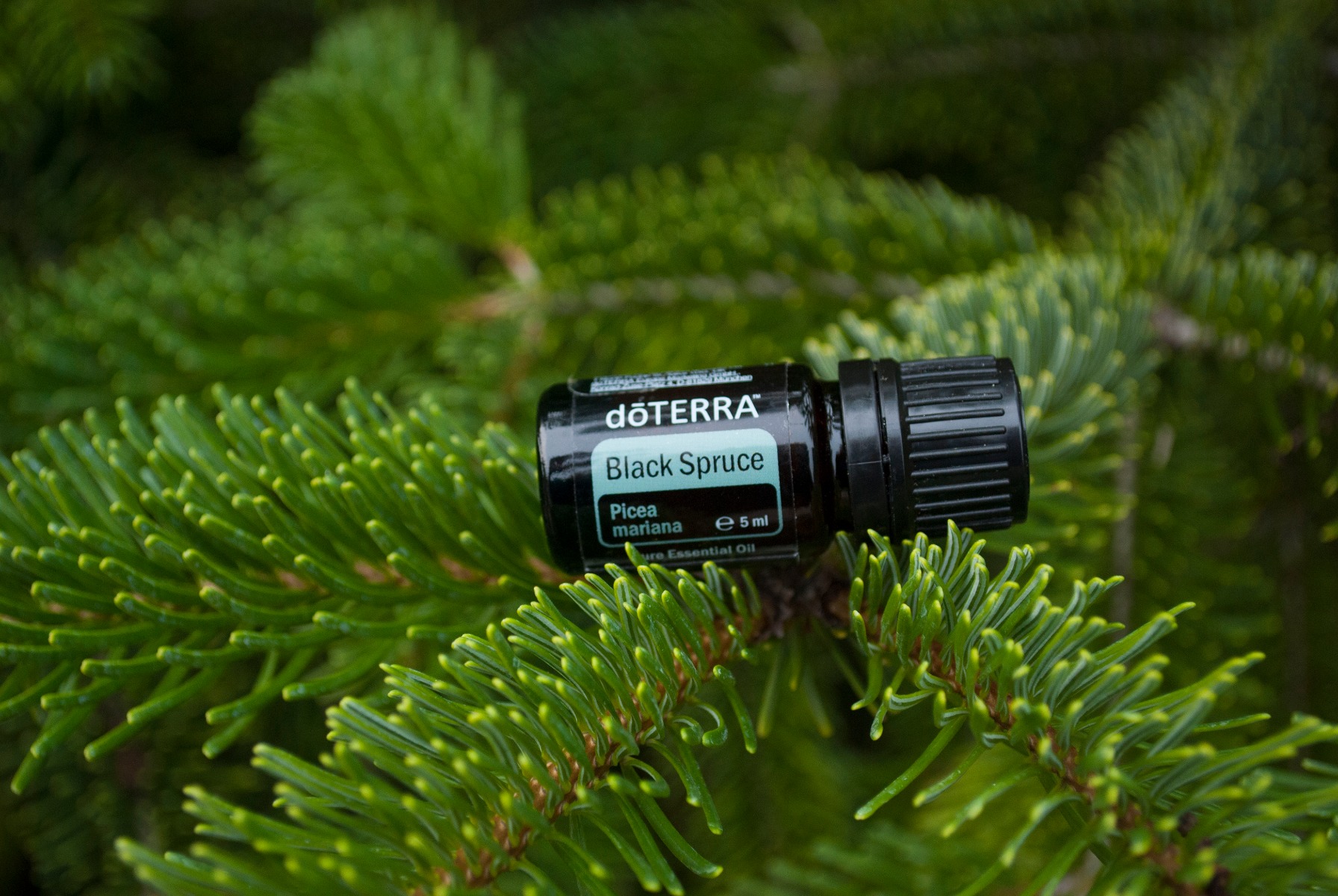 molid negru doterra