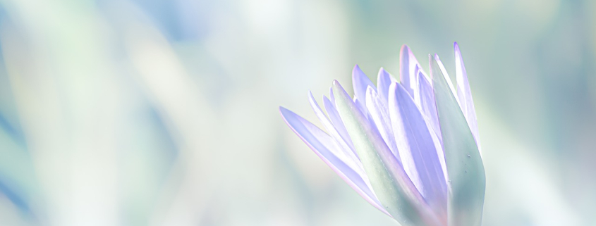 Descopera scopul vietii tale in doar 3 pași 1 water lily g46a51d039 1280