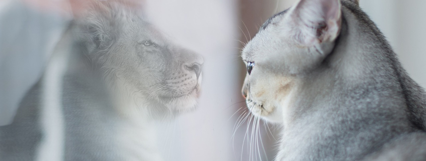 Încrederea în sine - 2 modalități de creștere rapidă 11 increderea in sine 2 modalitati de crestere rapida 2