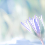 descopera-scopul-vietii-tale-in-doar-3-pasi.jpg descopera scopul vietii tale in doar 3 pasi