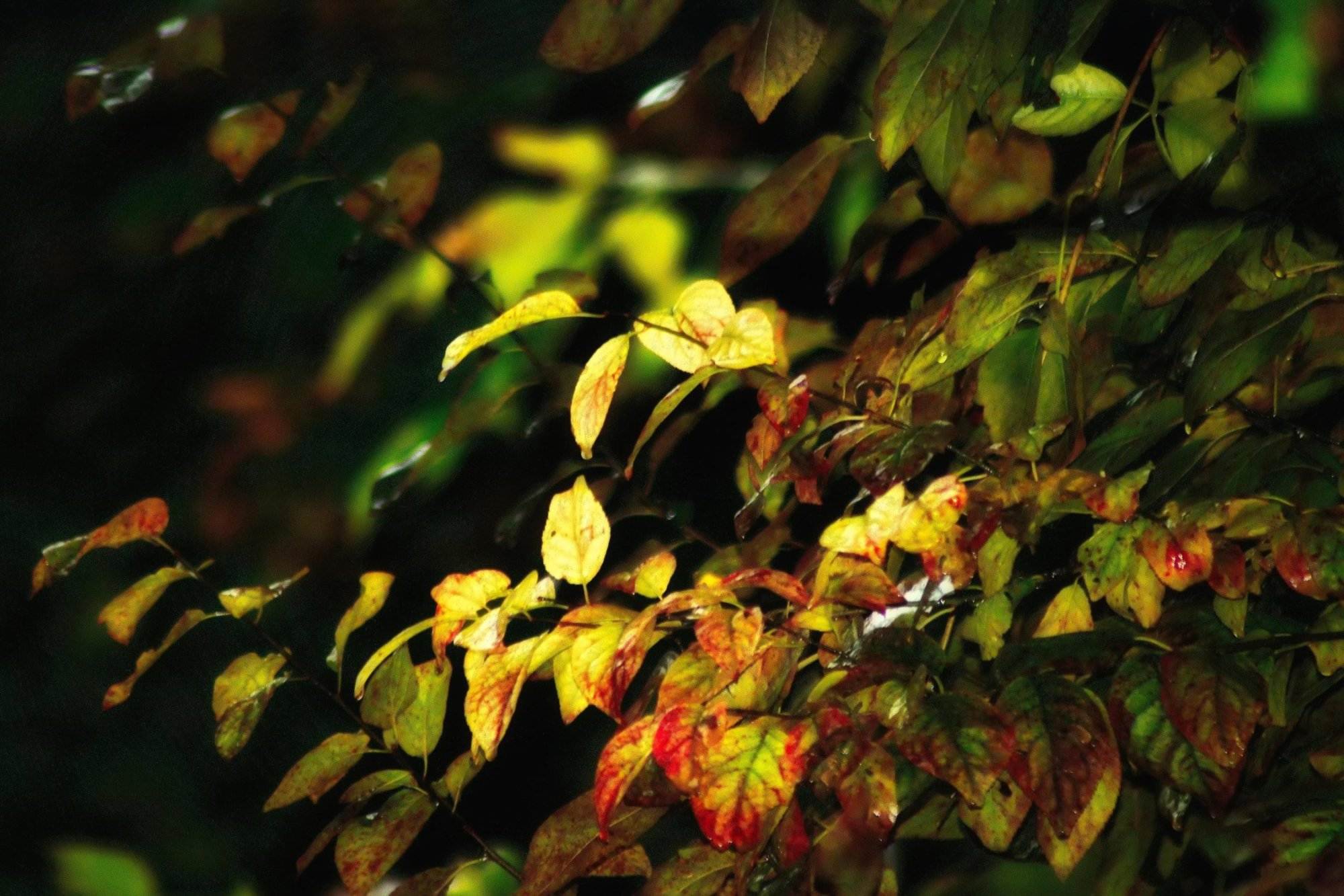 intampinarea toamnei ritualuri de echinoctiu si reinnoire 2